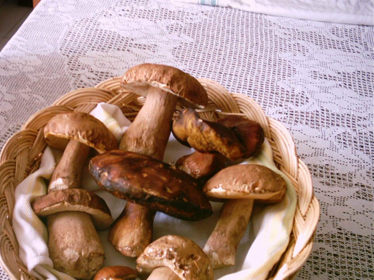 macrolepiota e porcini